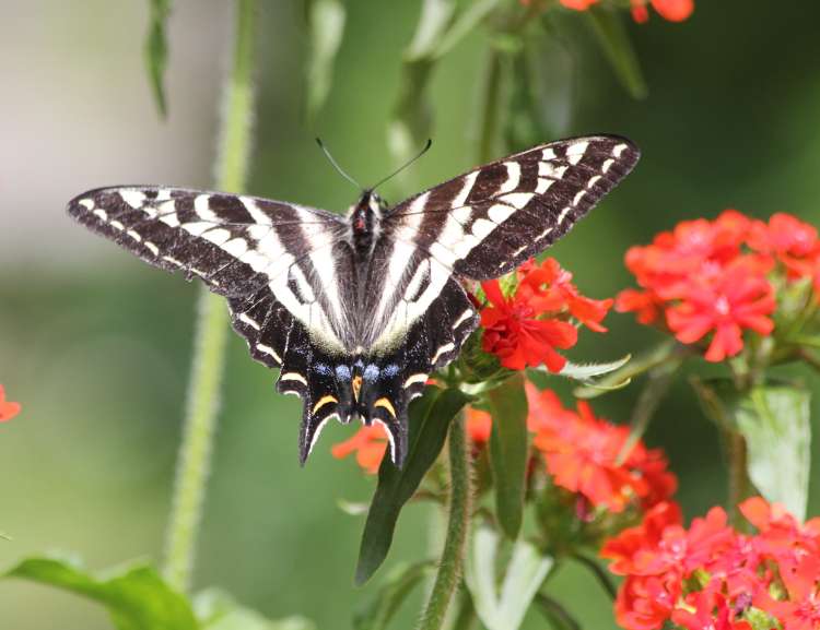 Swallowtail Feeding